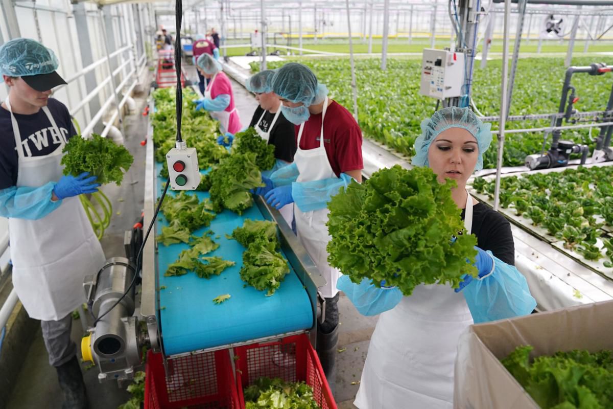 Greenhouse workers sort through produce